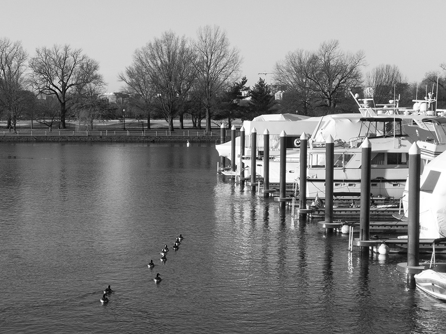 Marina with a Row of Ducks.